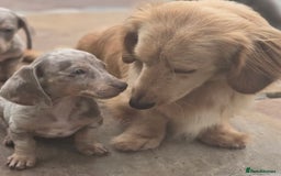 Miniature Dachshund dogs for sale: Kc registered cream proven stud dog  - Image 1