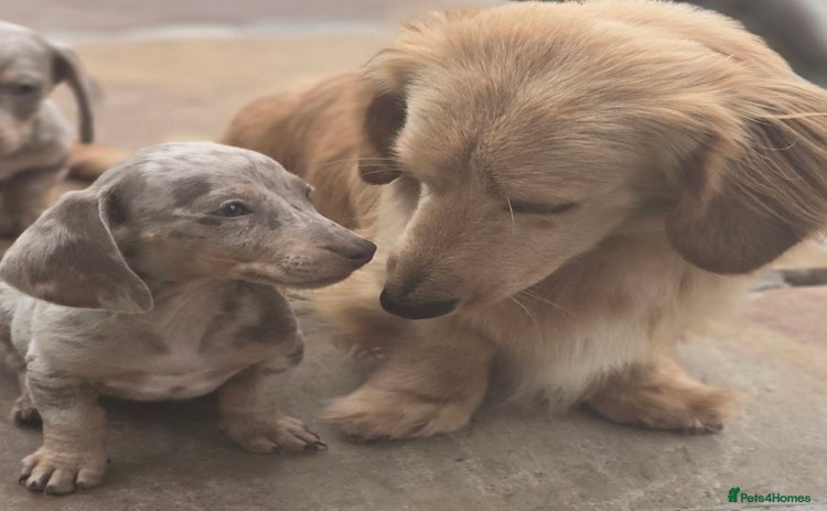 Miniature Dachshund dogs - Advert 5