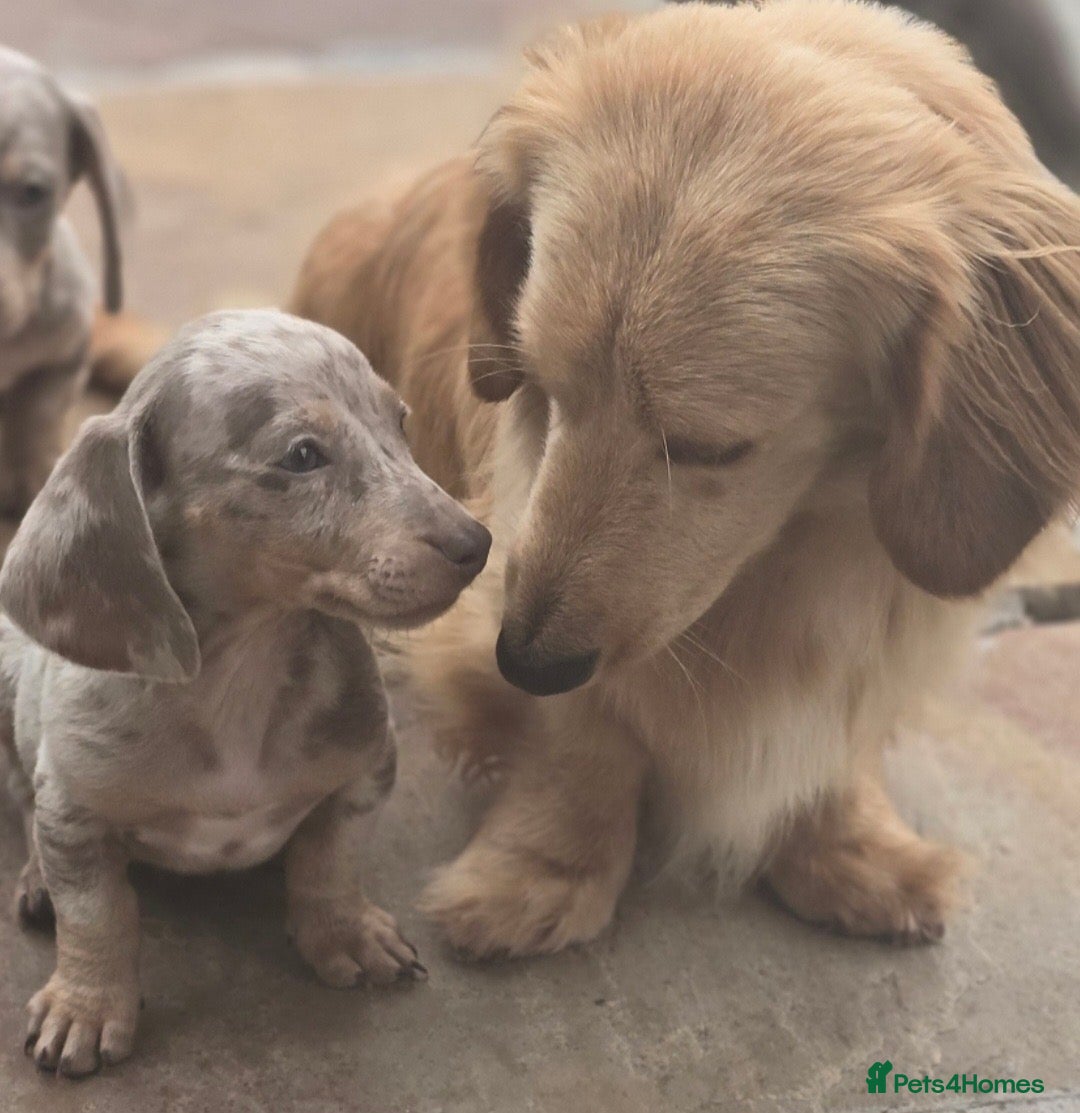Miniature Dachshund dogs for sale: Kc registered cream proven stud dog  - Image 1