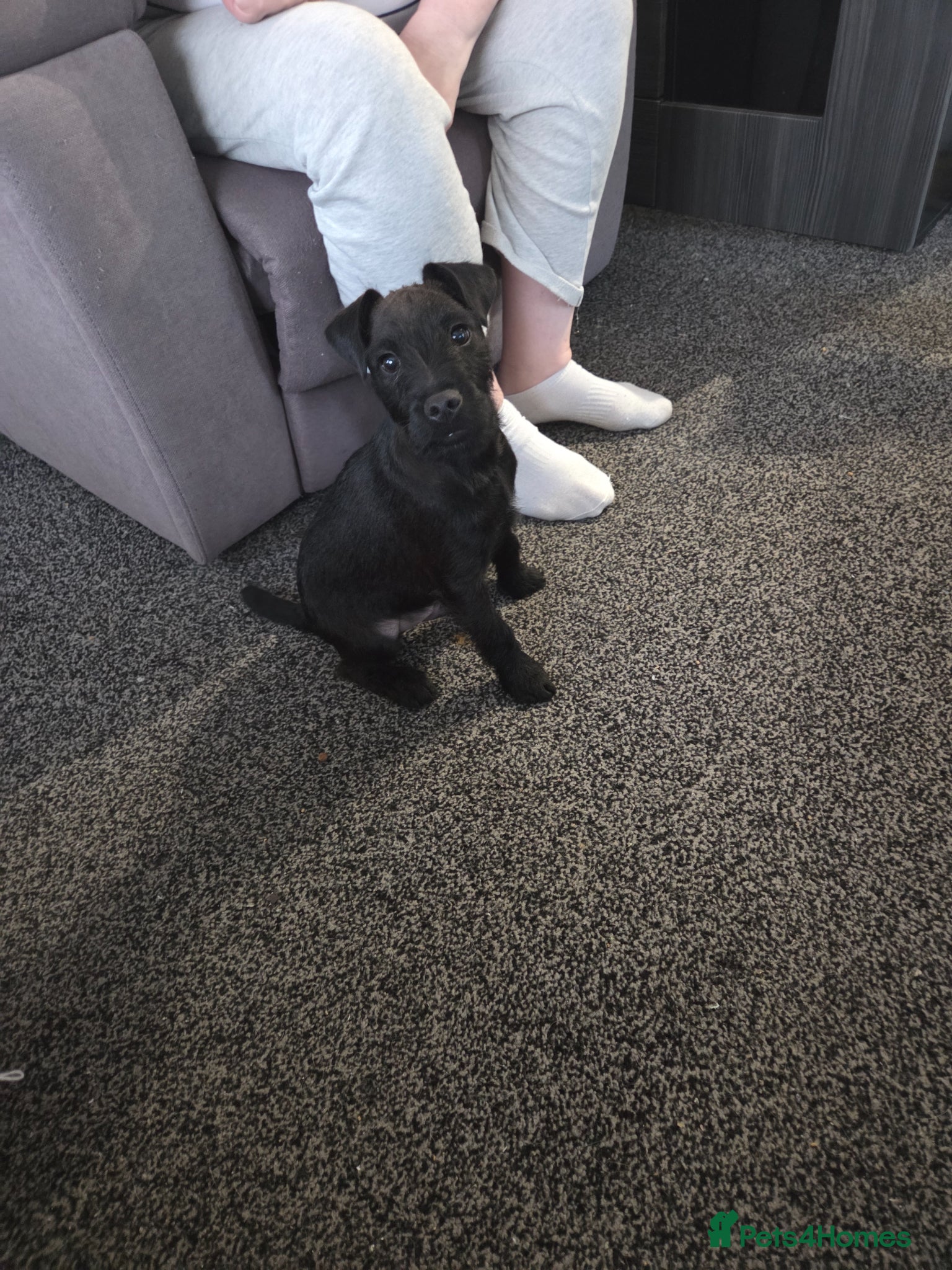 Lakeland Terrier dogs Lakeland terrier for sale - Advert 11