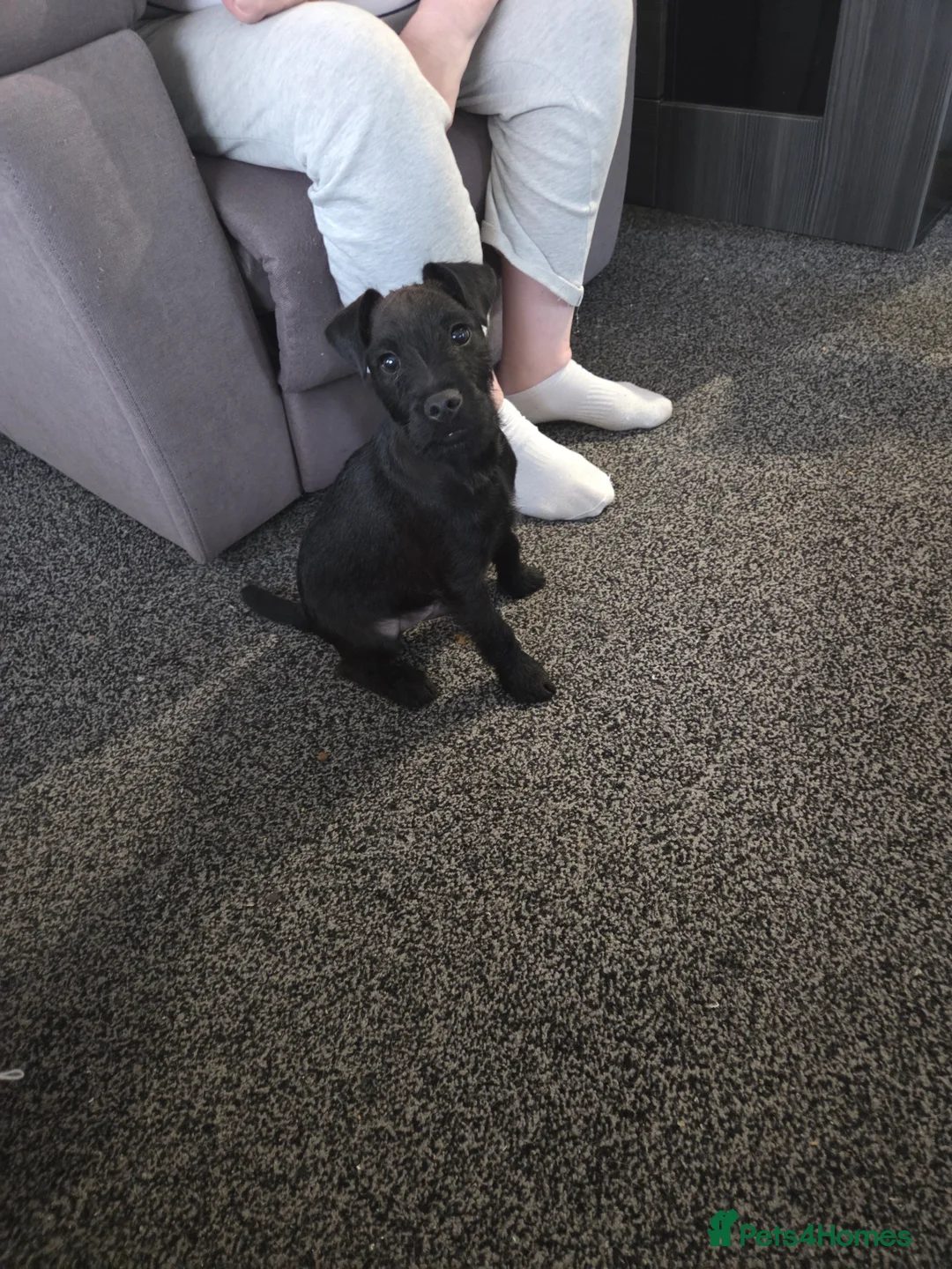 Lakeland Terrier dogs for sale: Lakeland terrier for sale in Saint Austell - Advert 1