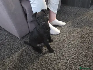 Lakeland Terrier dogs Lakeland terrier for sale - Advert 17