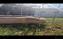 Guinea Pig rodents for sale: Churchill a friendly boy - Image 5