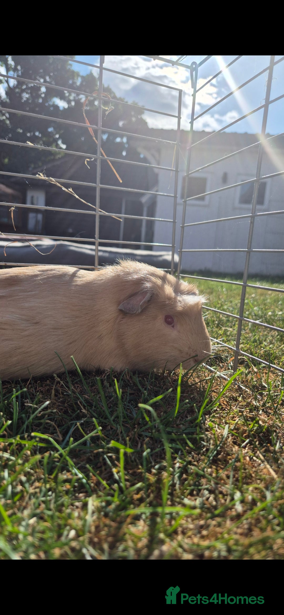Guinea Pig rodents for sale: Churchill a friendly boy - Image 5
