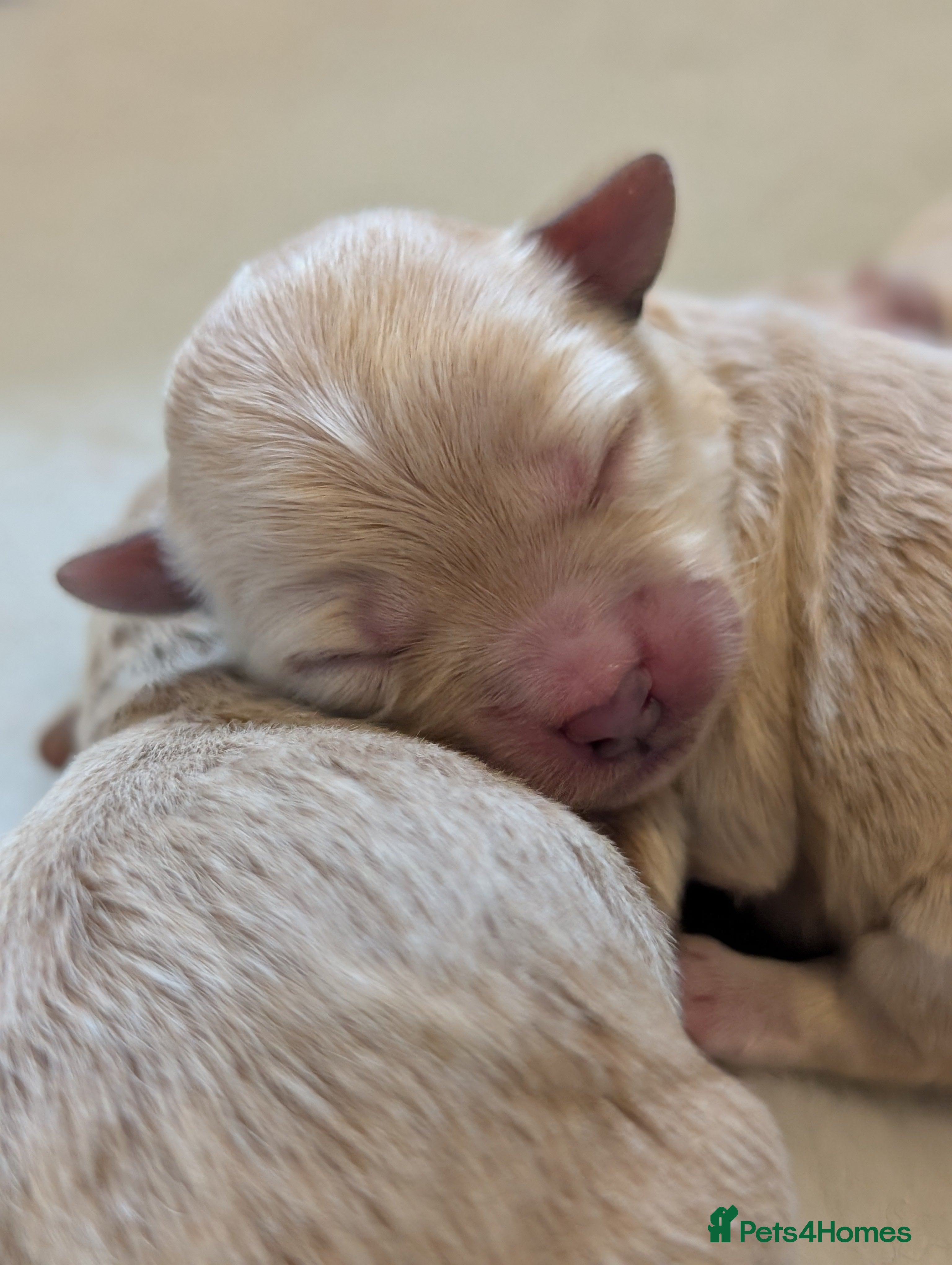 Maltipoo dogs 🩷 1 Baby Girl Remaining 🩷 - Advert 13