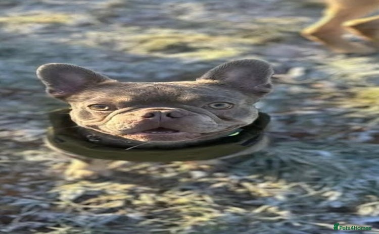 French Bulldog dogs - Advert 2