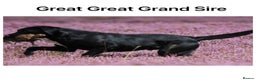 Labrador Retriever dogs for sale: Stunning KC pups,health tested parents&great lines - Advert 24