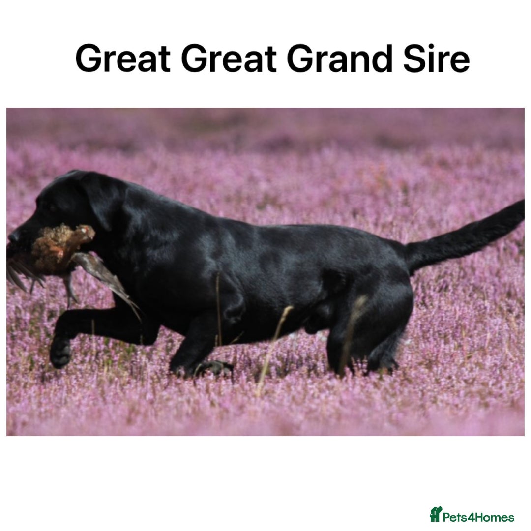 Labrador Retriever dogs for sale: Stunning KC pups,health tested parents&great lines - Advert 24