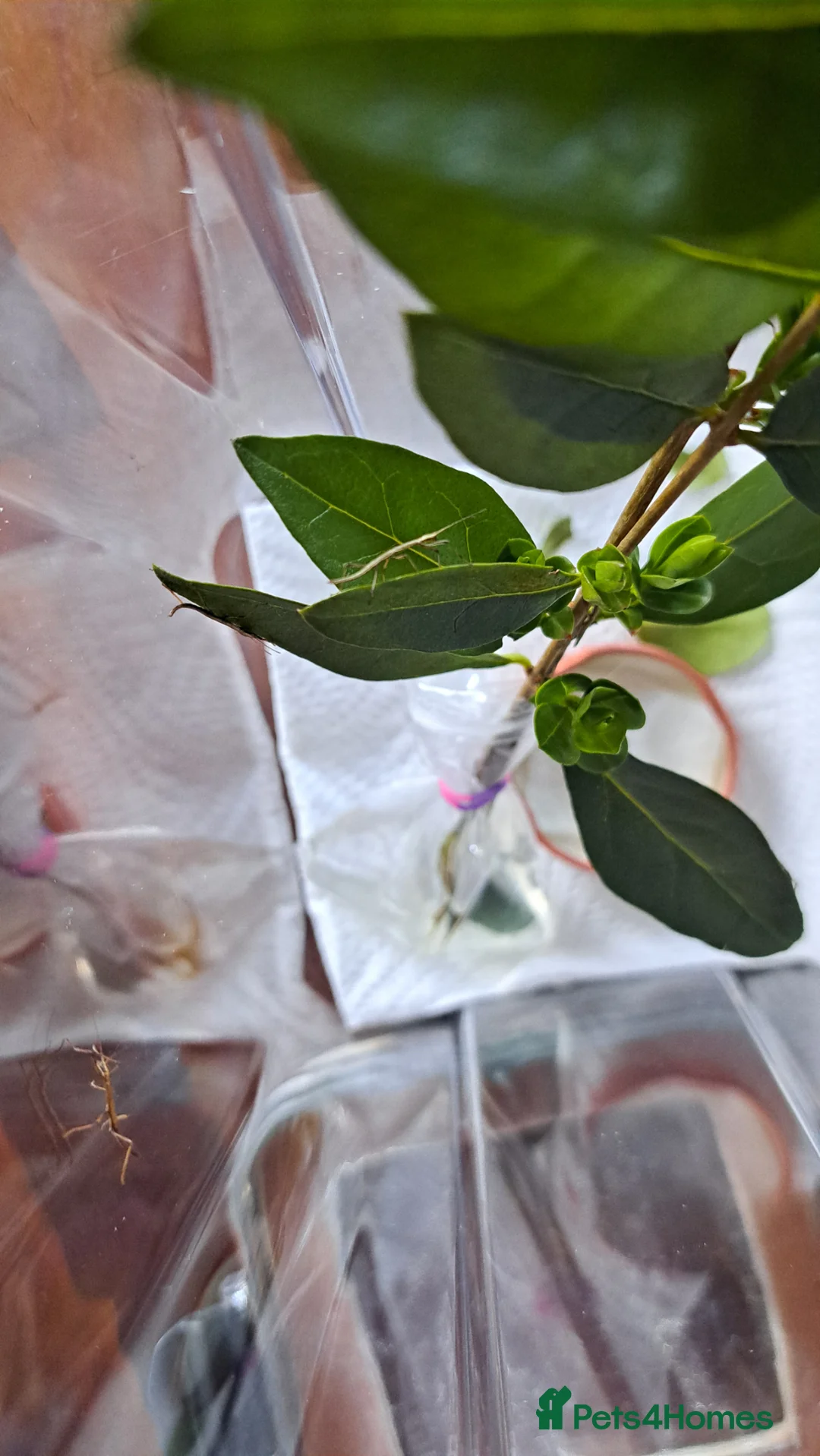 Stick Insects invertebrates for sale: Stick insects in March - Advert 2