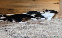 Sprollie dogs for sale: 7 lovely sprollie pups for sale - Image 6