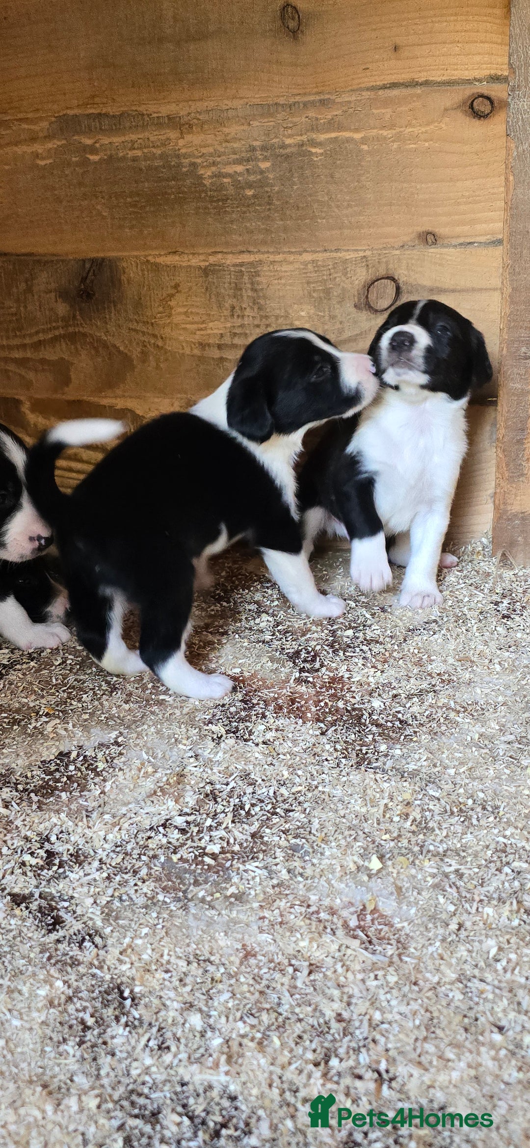 Sprollie dogs for sale: 7 lovely sprollie pups for sale - Image 6