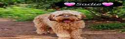 Cockapoo dogs for sale: Health Tested F1b Cockapoo Puppies - Advert 25
