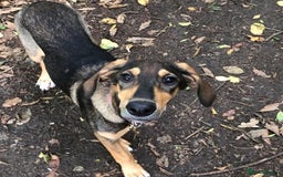 Mixed Breed dogs for adoption: Poppy (Hound/Shepherd mix) - Image 10