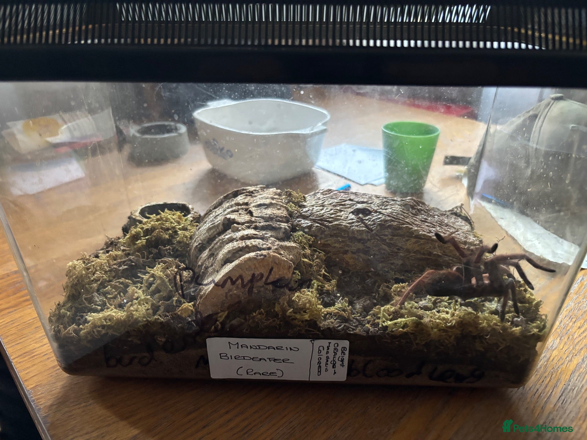 Mixed Breed reptiles MANDARIN BIRDEATER - Advert 1