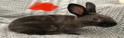 Rex rabbits for sale: Beautiful velvet mini Rex & Rex rabbits - Advert 2