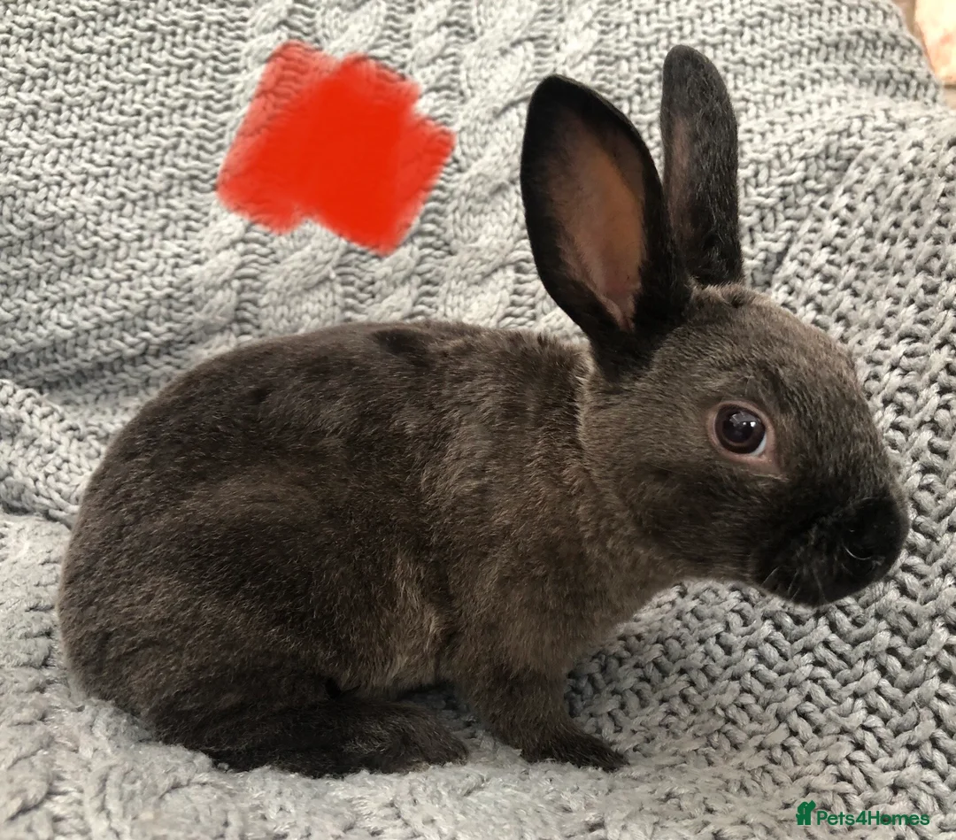 Rex rabbits for sale: Beautiful velvet mini Rex & Rex rabbits - Advert 2