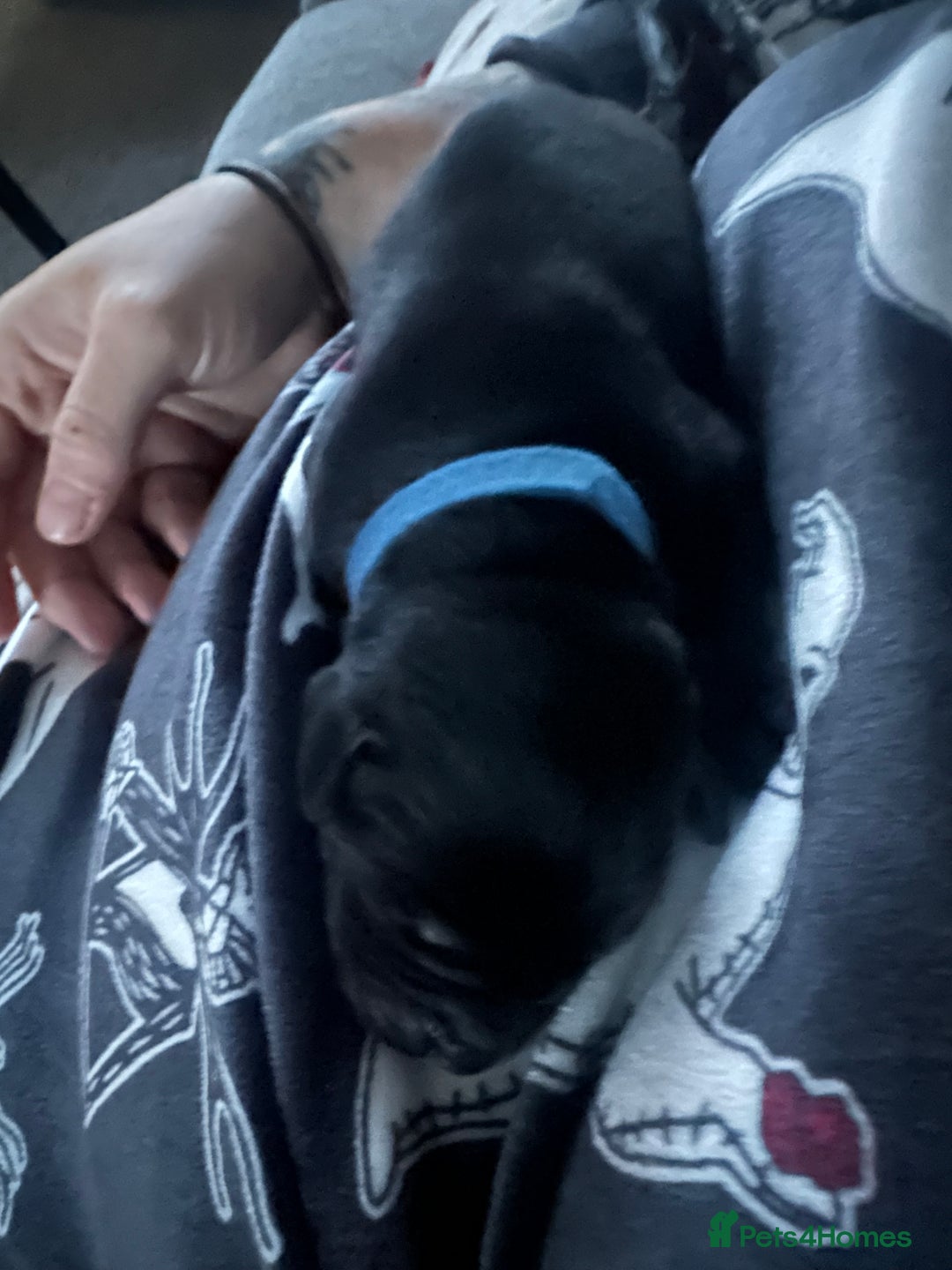 Labrador Retriever dogs for sale: Family bred Labradors ready October 28th  - Image 9
