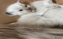 Ragdoll cats for sale: ⭐️champion blood line Ragdolls  in Merthyr Tydfil - Image 19