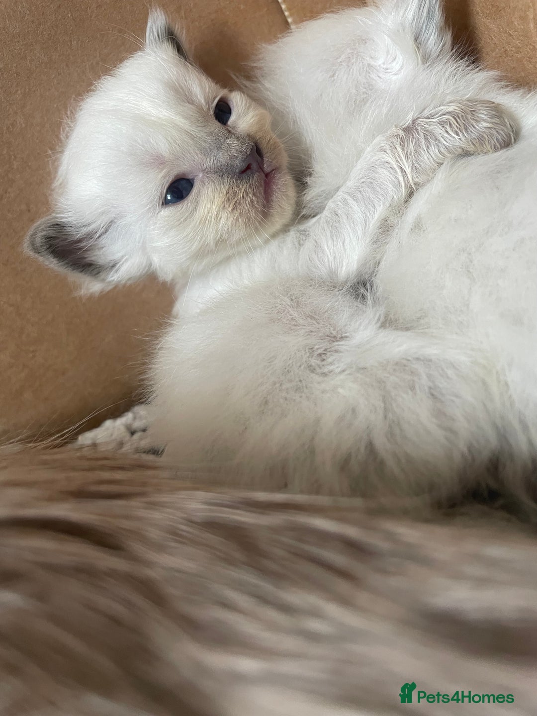 Ragdoll cats for sale: ⭐️champion blood line Ragdolls  in Merthyr Tydfil - Image 19