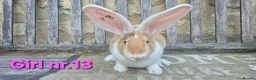 Continental Giant rabbits for sale: VACCINATED Pure Continental Giant  - Advert 1