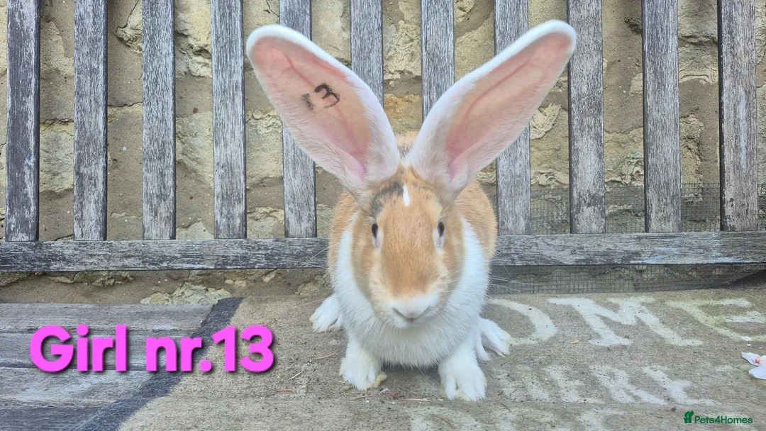 Continental Giant rabbits for sale: VACCINATED Pure Continental Giant  - Advert 1