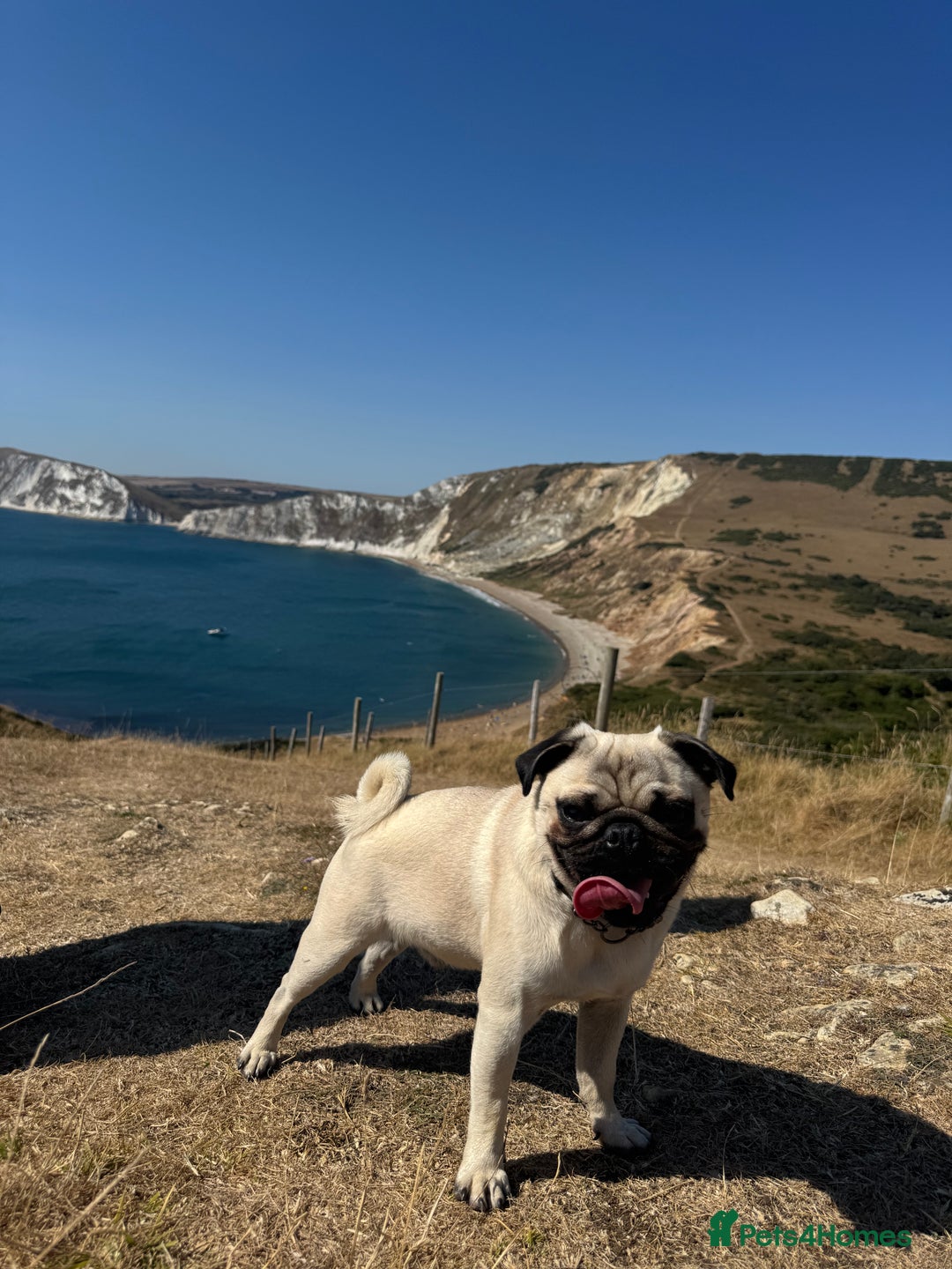 Pug dogs for stud: KC registered stud pug Bob - Advert 3