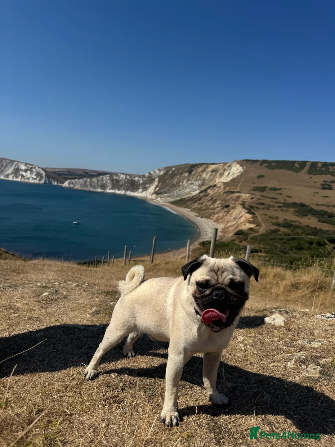 Pug dogs for stud: KC registered stud pug Bob - Advert 3