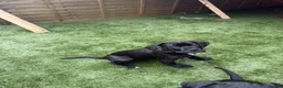 Cane Corso dogs for sale: Cane corso puppies - Advert 30