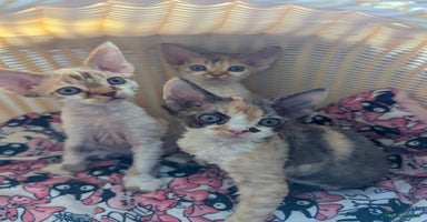Devon Rex cats - Advert 5