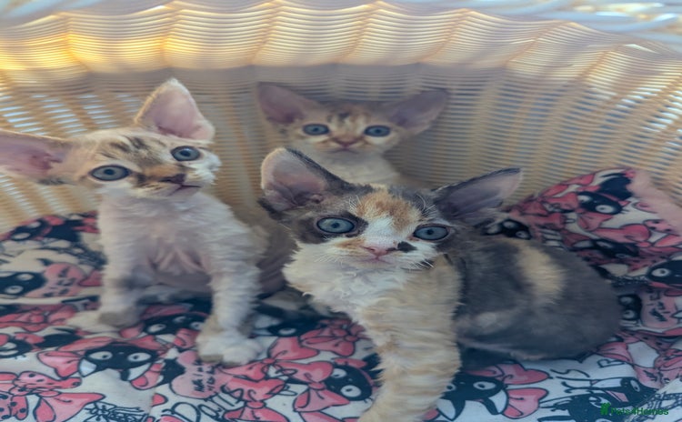 Devon Rex cats - Advert 1