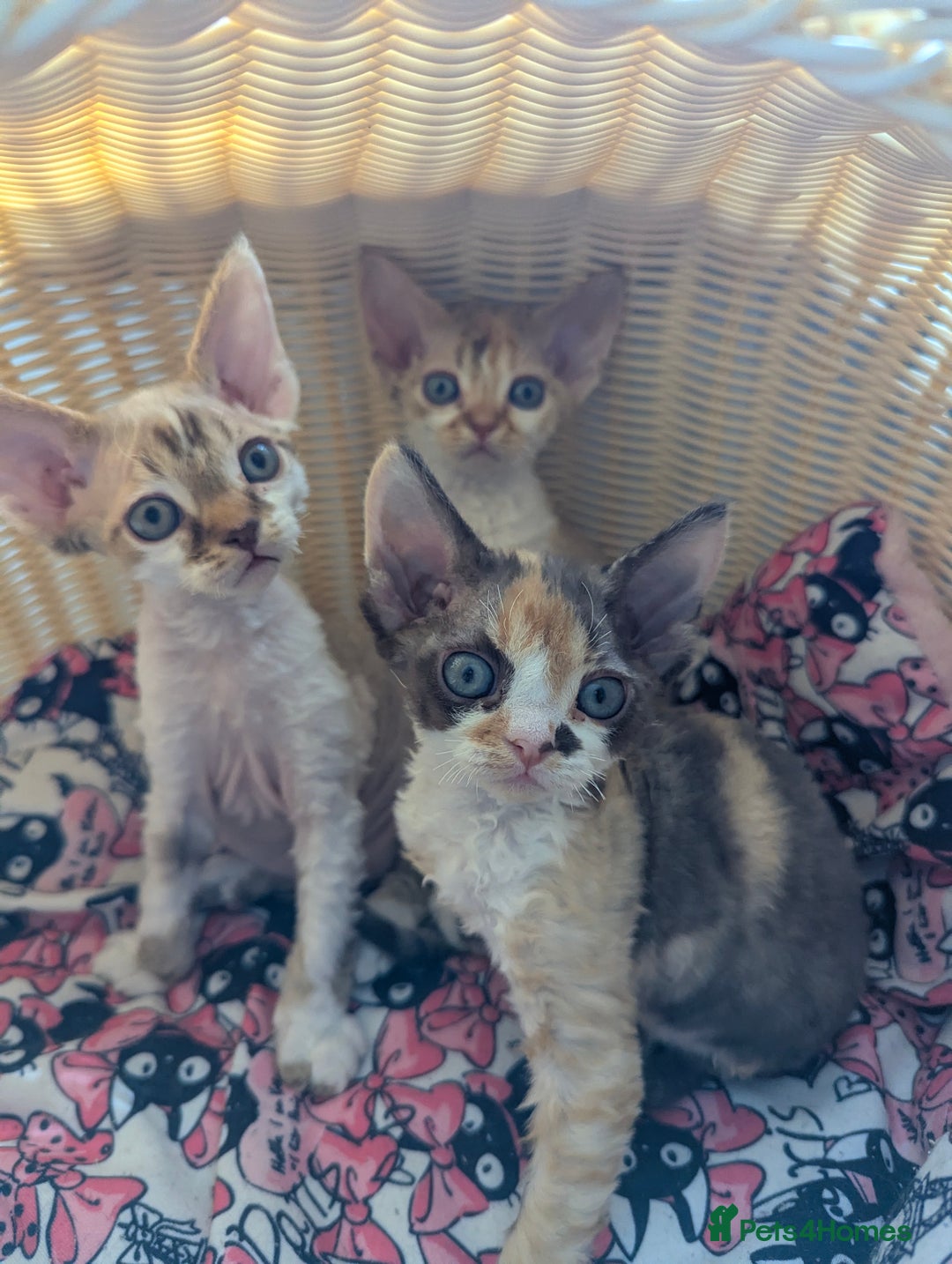 Devon Rex cats for sale: 🌼Curly, gorgeous Devon Rex Kittens available  - Image 1