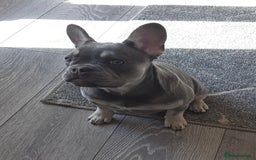 French Bulldog dogs for sale: 2 stunning blue/lilac frenchie puppies female - Advert 4