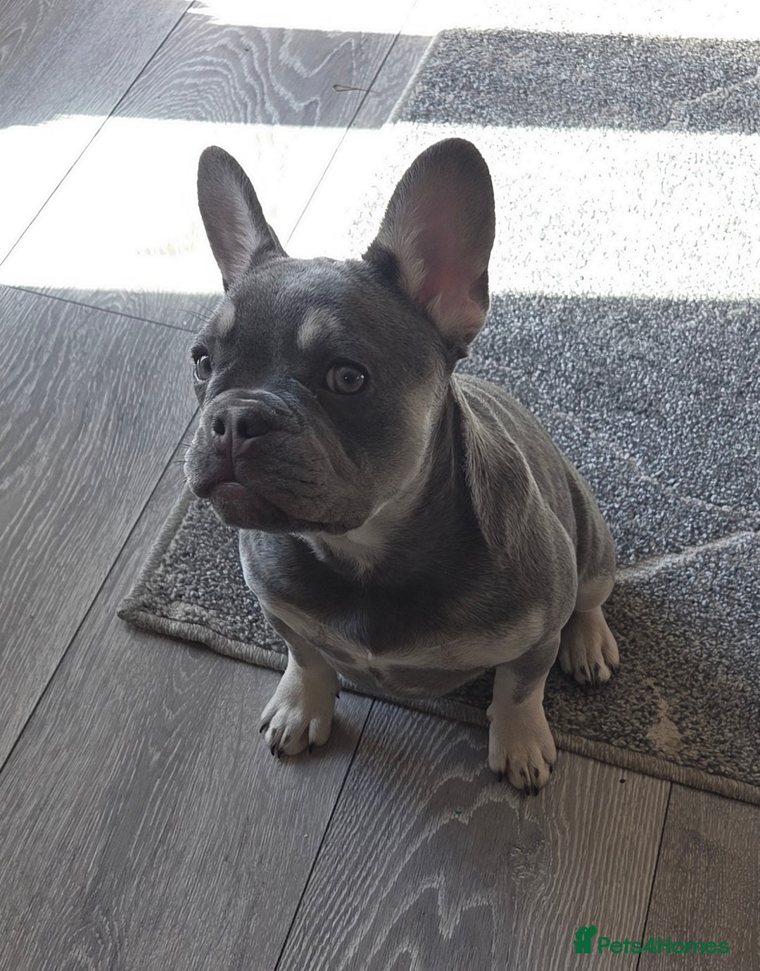 French Bulldog dogs for sale: 2 stunning blue/lilac frenchie puppies female - Advert 4