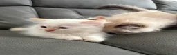 Mixed Breed cats for sale: Persian cross Birman Cat  in Doncaster - Advert 13