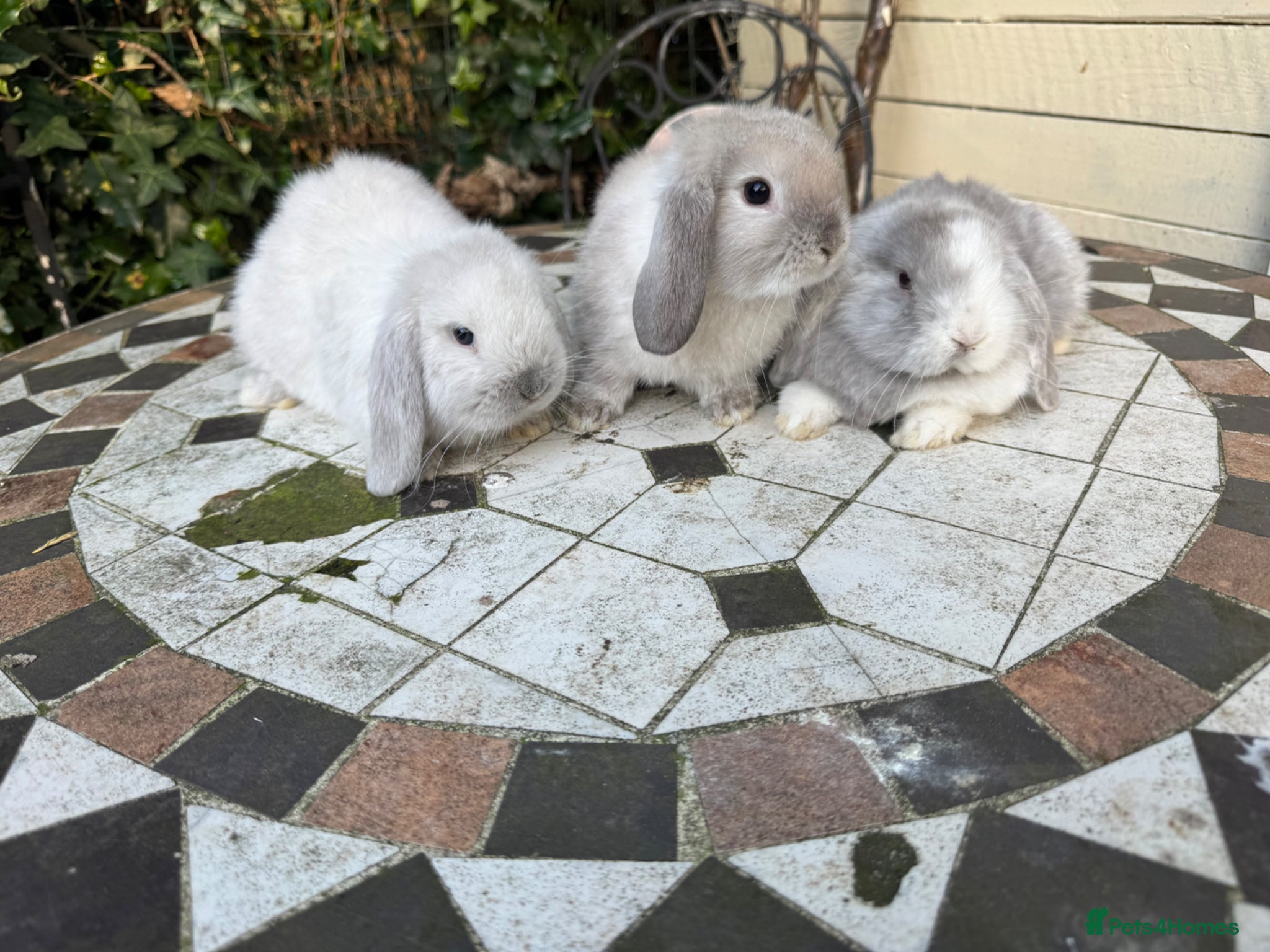 Mini Lop rabbits Pedigree Mini Lops - Advert 2