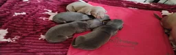 Miniature Dachshund dogs for sale: Miniature male and female pups  - Advert 13