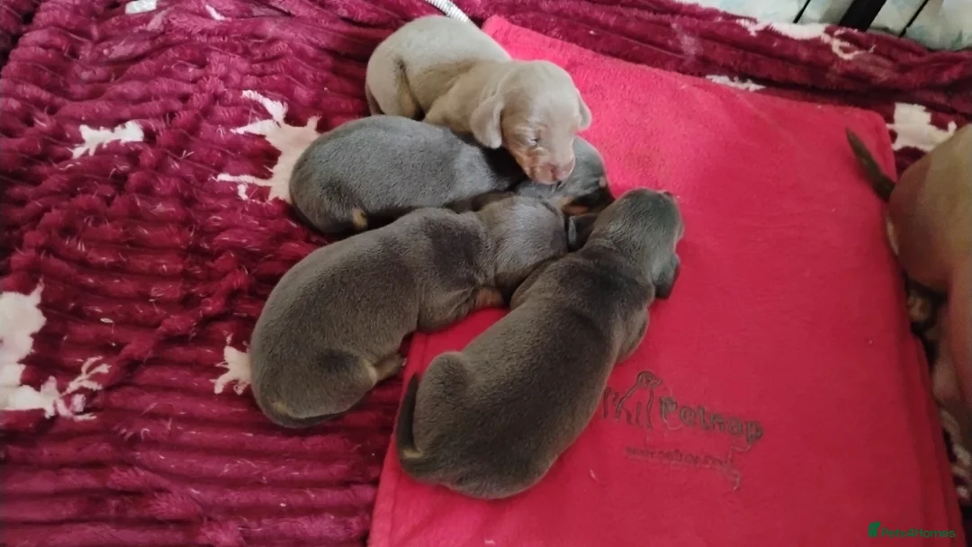 Miniature Dachshund dogs for sale: Miniature male and female pups  - Advert 13