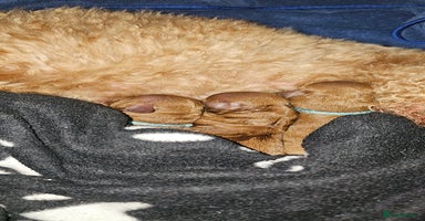 Toy Poodle dogs - Advert 3