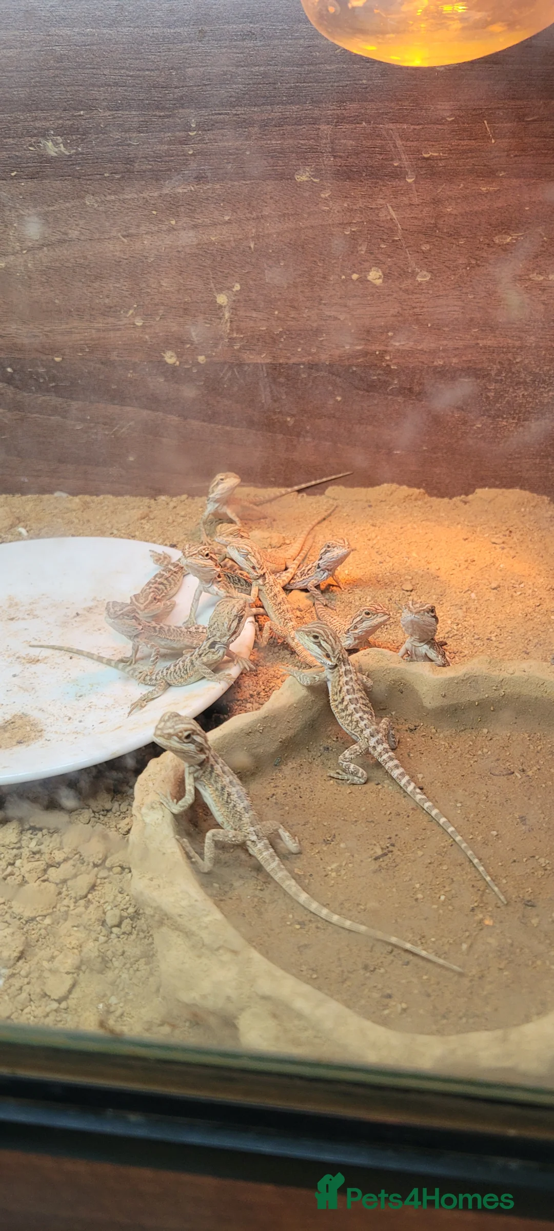 Bearded Dragon reptiles for sale: Baby bearded dragon  - Advert 3