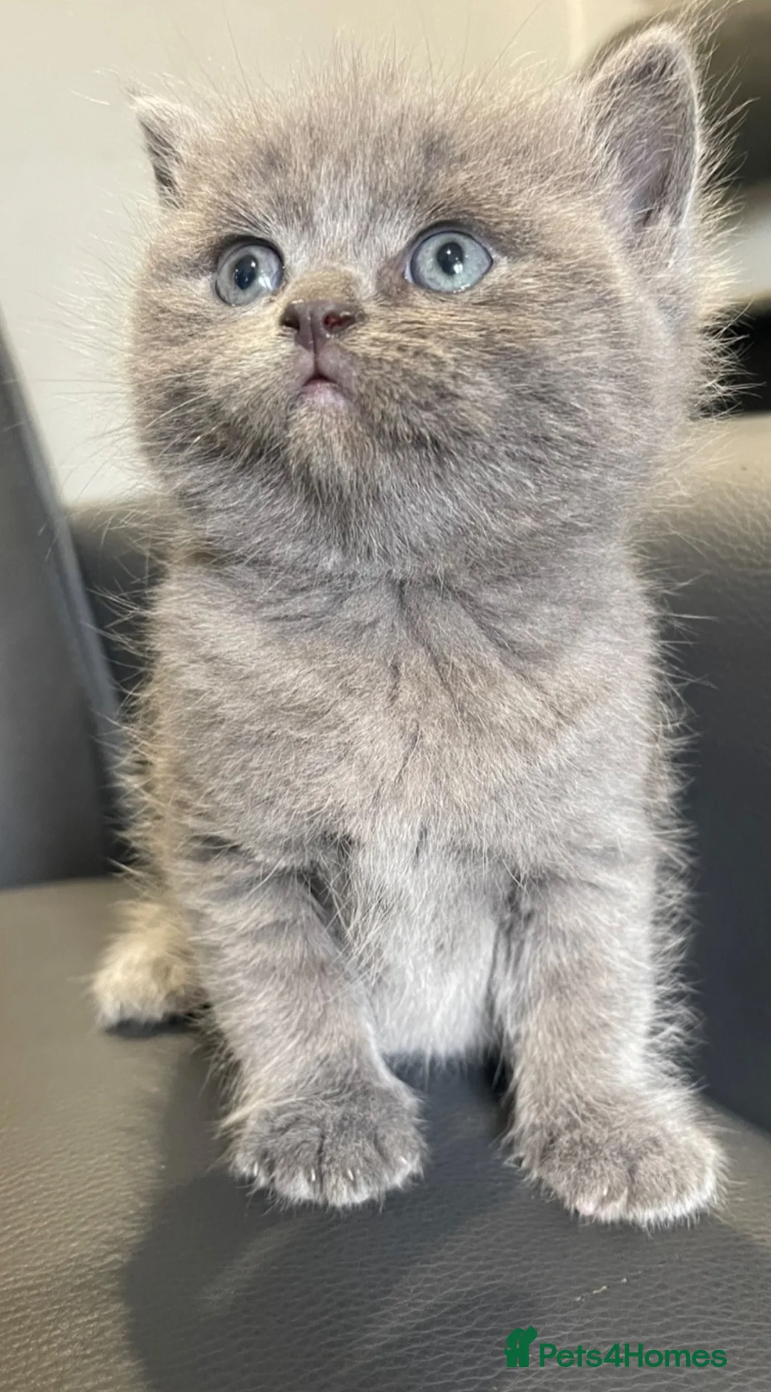 British Shorthair cats for sale: Stunning chunky British shorthair kittens  - Advert 16