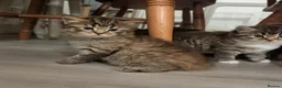 Mixed Breed cats for sale: VERY FRIENDLY AND WELL HANDLED KITTENS in Minehead - Advert 16