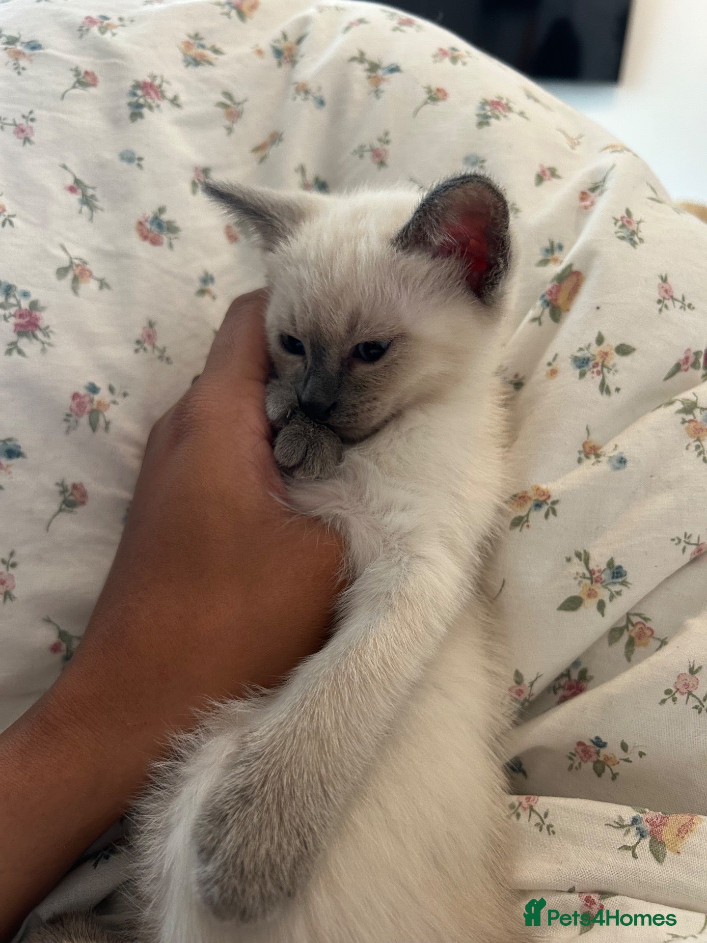 Siamese cats 3x Beautiful Pedigree Siamese Female Kittens - Advert 1