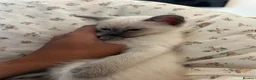 Siamese cats for sale: 3x Beautiful Pedigree Siamese Female Kittens - Advert 1