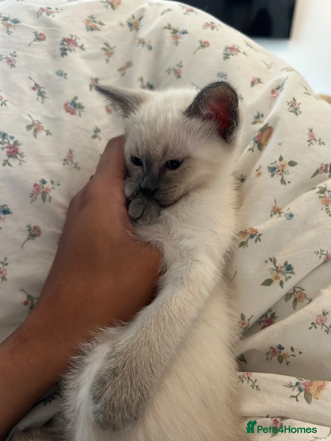 Siamese cats for sale: 3x Beautiful Pedigree Siamese Female Kittens - Advert 1