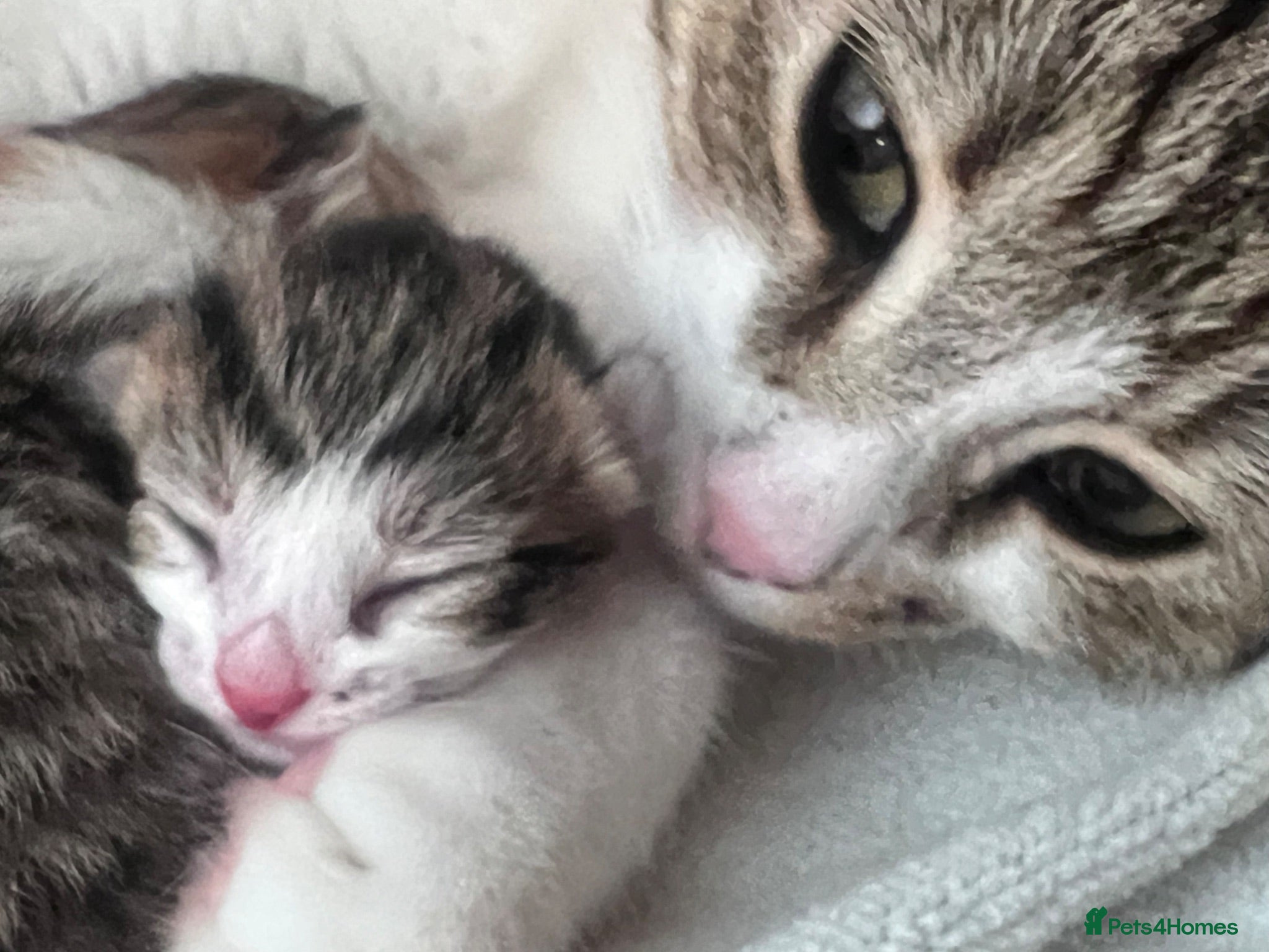 Mixed Breed cats Beautiful playful litter of 5  - Advert 1