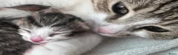 Mixed Breed cats for sale: Beautiful playful litter of 5  in Cleator Moor - Advert 1