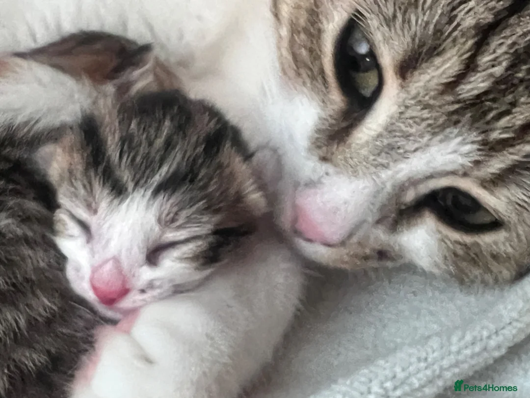 Mixed Breed cats for sale: Beautiful playful litter of 5  in Cleator Moor - Advert 1