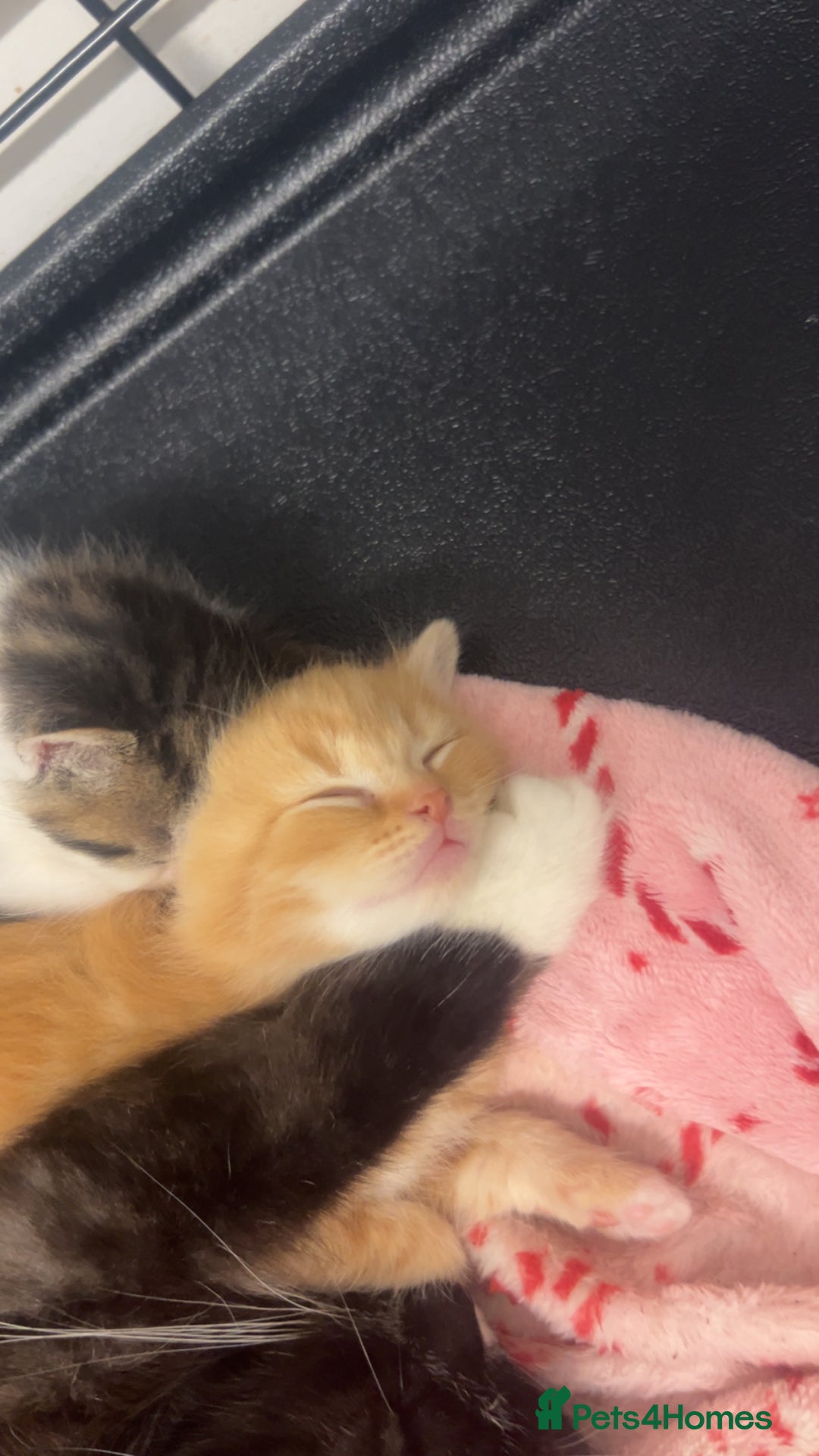 British Shorthair cats for sale: Beautiful fluffy kittens  - Advert 15