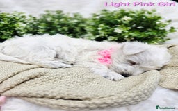 West Highland Terrier dogs for sale: Beautiful Westhighland Terrier Puppies  - Image 9
