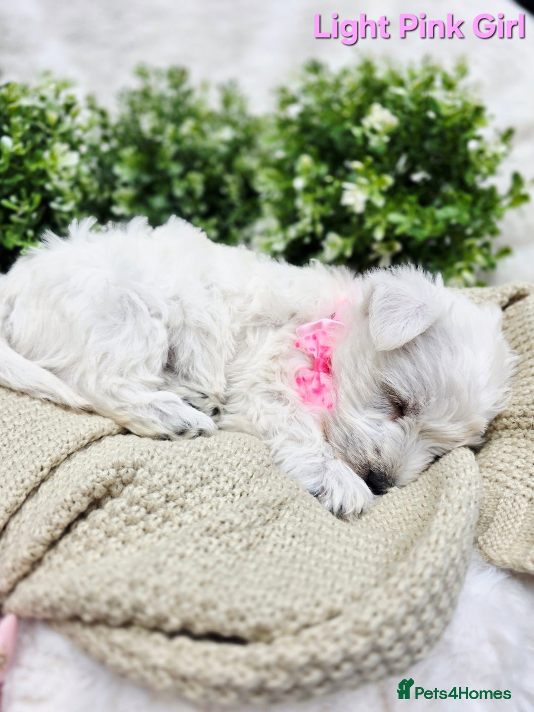 West Highland Terrier dogs for sale: Beautiful Westhighland Terrier Puppies  - Image 9